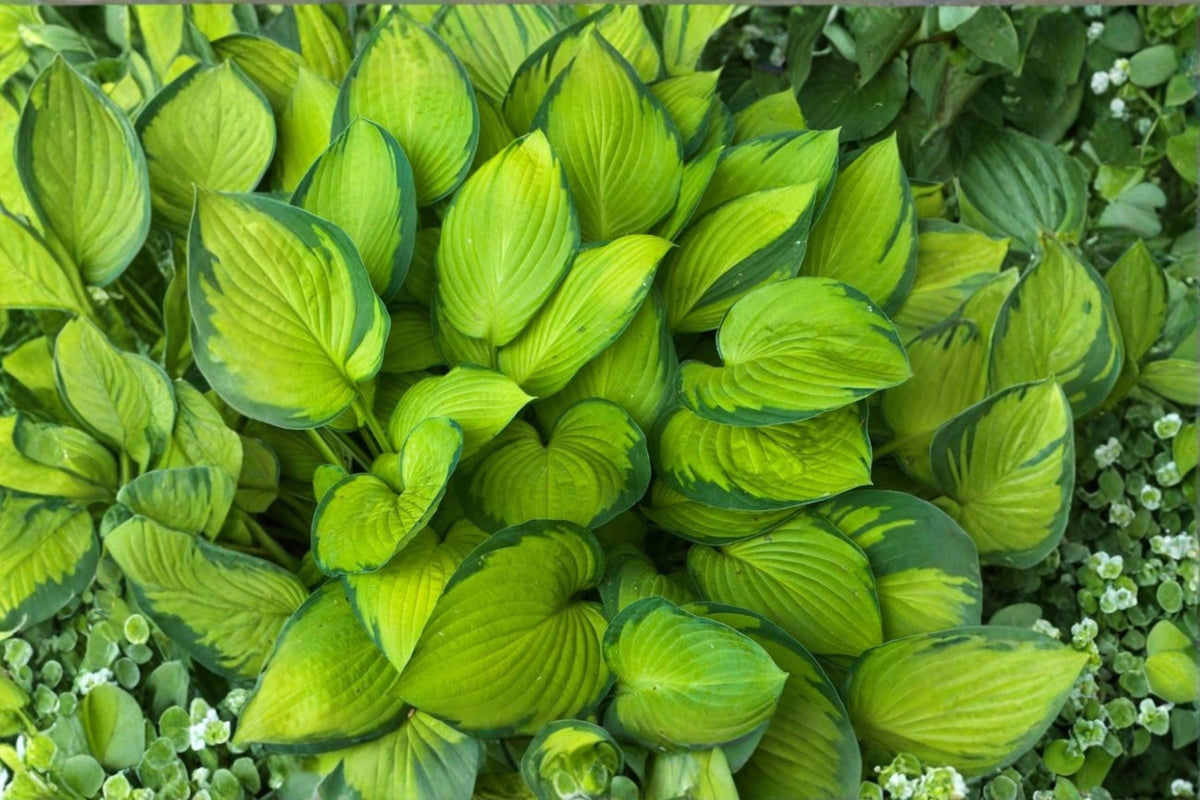 Live Guacamole Hosta Plants – 2 Pack, Variegated Foliage, Chartreuse-Gold & Green, Fragrant White Flowers, Shade Garden Perennials