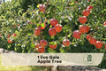 Gala Apple Tree Grafted Live Fruit Tree 3 Feet in 1-Gallon Pot Malus domestica