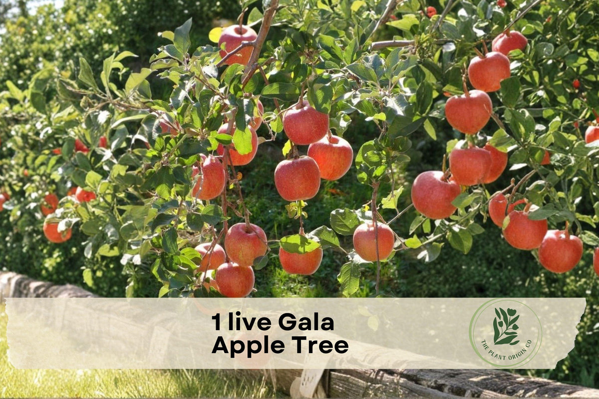 Gala Apple Tree Grafted Live Fruit Tree 3 Feet in 1-Gallon Pot Malus domestica
