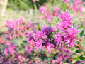 100 Seeds Tall Ironweed Vernonia gigantea Wildflower Pollinator Garden