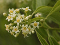30 American Bittersweet Seeds Celastrus scandens Vine Seeds for Trellis Cottage Garden
