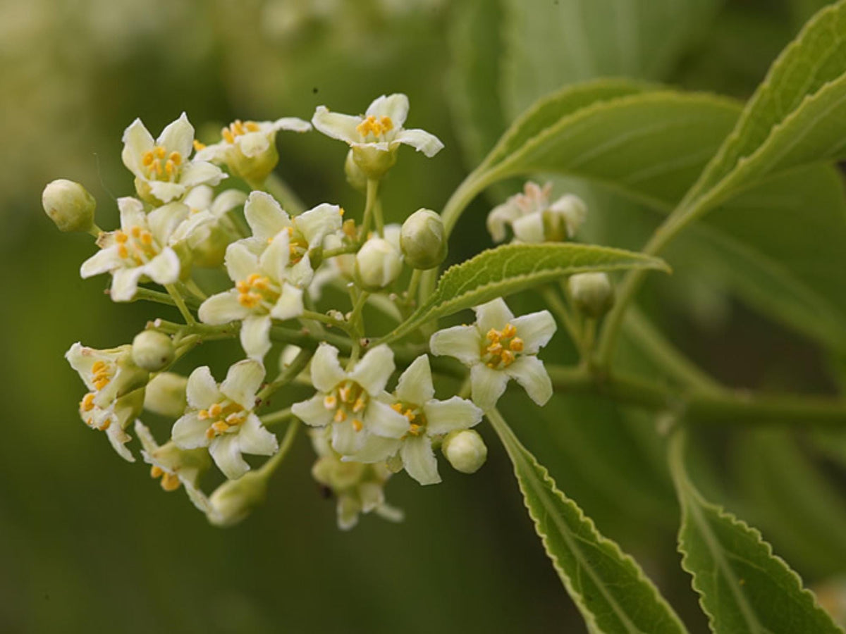 30 American Bittersweet Seeds Celastrus scandens Vine Seeds for Trellis Cottage Garden