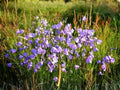 100 Harebells Seeds Campanula rotundifolia Wildflower Pollinator Cottage Garden