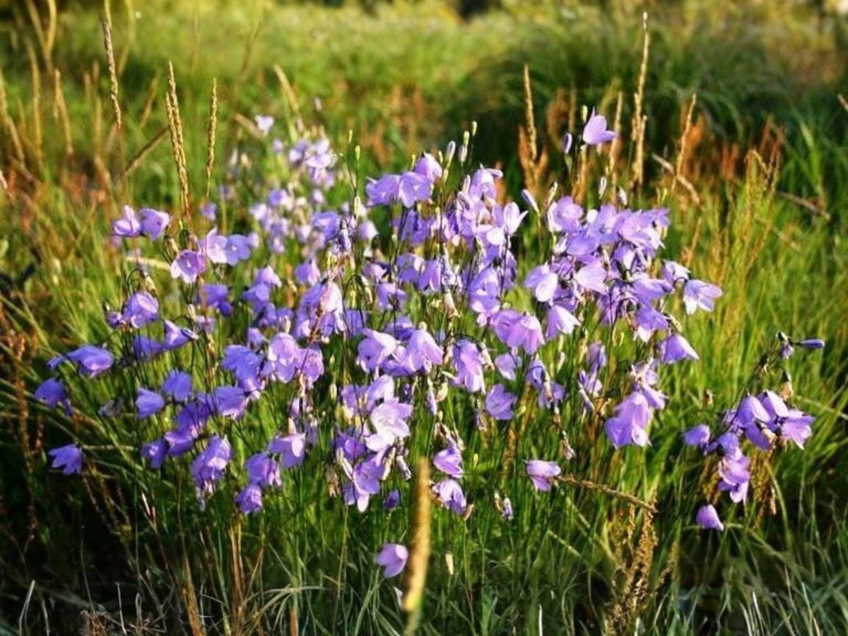 100 Harebells Seeds Campanula rotundifolia Wildflower Pollinator Cottage Garden