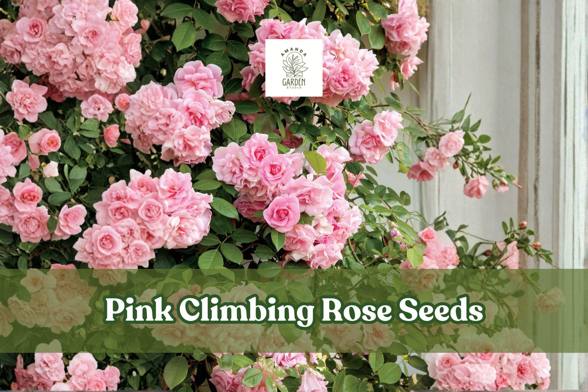 Pink Climbing Rose Seeds – Heirloom Flowering Vine for Trellises, Fences & Gardens | Rosa spp.