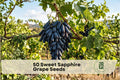 50 Sweet Sapphire Grape Seeds – Climbing Fruit Vine for Edible Landscaping, Trellises, and Backyard Gardens, Vitis vinifera