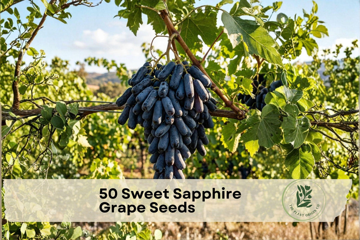 50 Sweet Sapphire Grape Seeds – Climbing Fruit Vine for Edible Landscaping, Trellises, and Backyard Gardens, Vitis vinifera