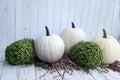 Cotton Candy Pumpkin Seeds for Planting – White Heirloom Cucurbita maxima, Decorative Fall Garden, Pumpkin Patch Seeds
