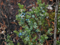 Common Juniper Evergreen Seeds | Juniperus communis | Blue-Green Foliage & Berry-Like Cones | Landscape & Rock Garden Plant