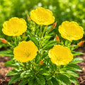 Evening Primrose Seeds | Wildflower, Pollinator Plant, Oenothera lamarckiana, 200 Seeds