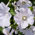 Dwarf White Rose Mallow Seeds | Lavatera Trimestris | White Flower Garden Plant | 40 Seeds for Pollinator-Friendly Borders