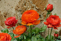 Orange Ranunculus Bulbs – Perennial Flower Bulbs for Garden Beds, Borders & Containers – Ranunculus asiaticus