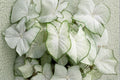 Fancy White Caladium Bulbs – Tropical Foliage Plant, Caladium bicolor, Shade Garden, Patio Container, Perennial Bulbs
