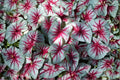 Fiesta Caladium Bulbs – Tropical Foliage Plant with Vibrant Multicolor Leaves – Caladium bicolor for Shade Gardens & Containers