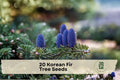 20 Korean Fir Tree Seeds Abies koreana Evergreen Conifer for Landscape & Garden Planting