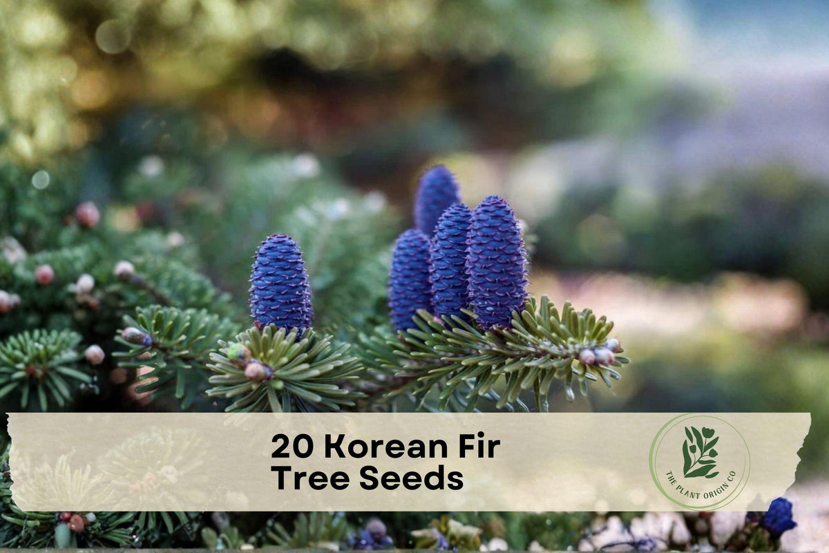 20 Korean Fir Tree Seeds Abies koreana Evergreen Conifer for Landscape & Garden Planting