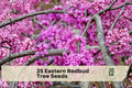 Eastern Redbud Tree Seeds - 25 Cercis canadensis Pink to Purple Spring Flowers for Landscape & Garden Planting