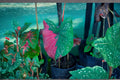 Harrison Strap Caladium Bulb – Tropical Foliage Plant with Colorful Narrow Leaves – Caladium bicolor
