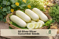 Silver Slicer Cucumber Seeds – 50 White to Cream Vining Vegetable Seeds for Garden, Raised Bed & Trellis Cultivation, Cucumis sativus