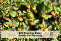 Electric Daisy Seeds 220+ Acmella oleracea Flower Seeds for Pollinator Gardens, Containers & Flower Beds