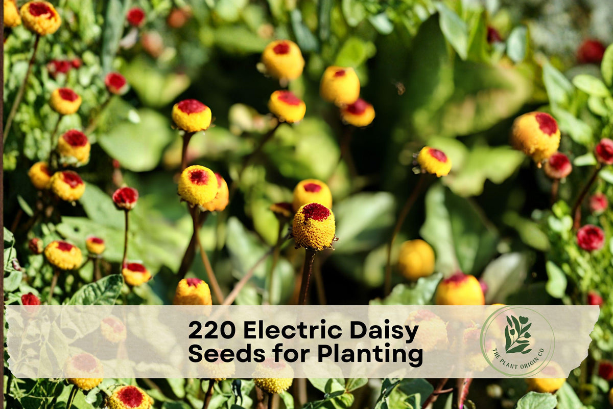 Electric Daisy Seeds 220+ Acmella oleracea Flower Seeds for Pollinator Gardens, Containers & Flower Beds