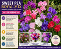 Sweet Pea Royal Family Mix Seeds – Fragrant Climbing Annual Flower Mix for Trellis Gardens – Lathyrus odoratus