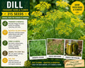 Dill Herb Seeds 315 Pack Anethum graveolens Annual Fragrant Foliage Yellow Flowers Culinary & Ornamental