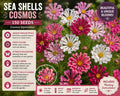 Sea Shells Cosmos Seeds – Cosmos bipinnatus Mixed Color Annual Flower with Tubular Petals for Vibrant Garden Beds