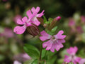 100 Nodding Catchfly Seeds Silene pendula Pink Flowering Wildflower Annual Cottage Garden Border