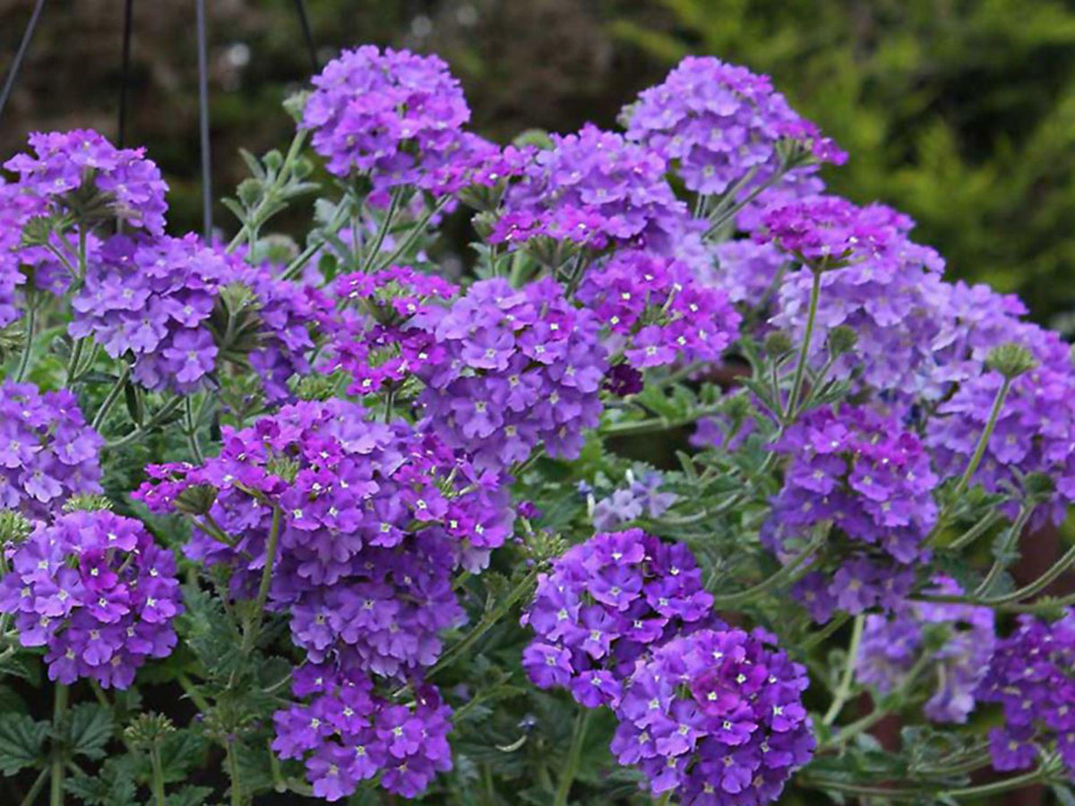 100 Moss Verbena Seeds Verbena tenuisecta Wildflower Pollinator Cottage Garden