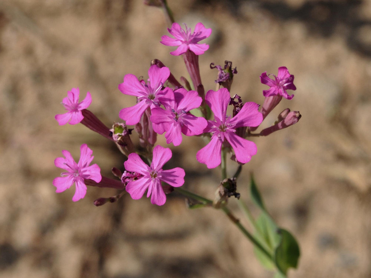 100 Seeds None So Pretty Catchfly Silene armeria Wildflower