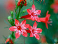 100 Seeds Standing Cypress Ipomopsis rubra Wildflower Pollinator Garden