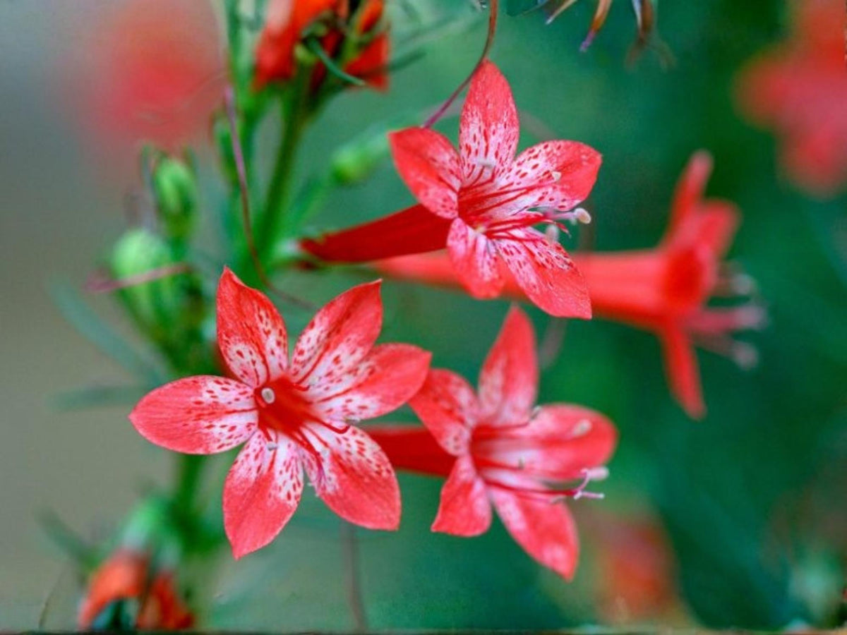 100 Seeds Standing Cypress Ipomopsis rubra Wildflower Pollinator Garden