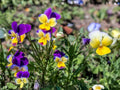 100 Helen Mount Johnny Jump Up Seeds Viola Tricolor Wildflower Pollinator Garden