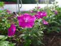 100 Seeds Ruellia violacea Wild Petunia Pollinator Wildflower