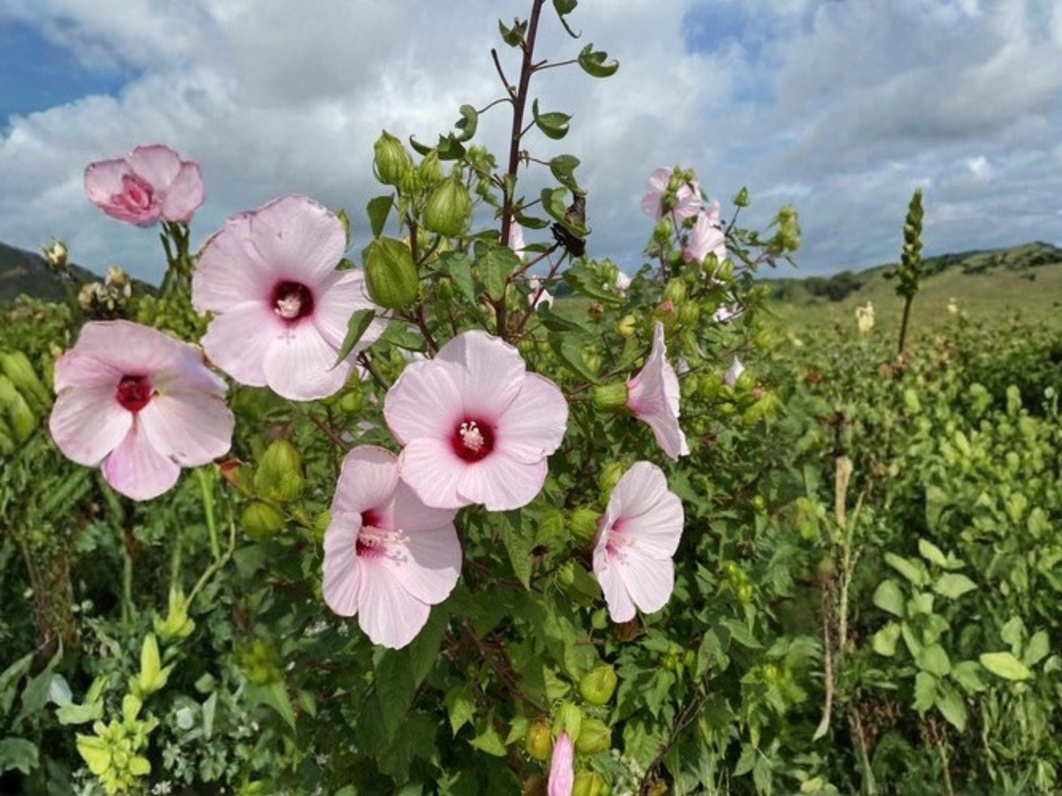 20 Rose Mallow Seeds Hibiscus militaris Hardy Shrub Tree Flower