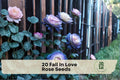 Fall In Love Rose Seeds – 20 Heirloom Rosa spp. Flower Seeds for Cottage Gardens, Borders, Landscape Plantings