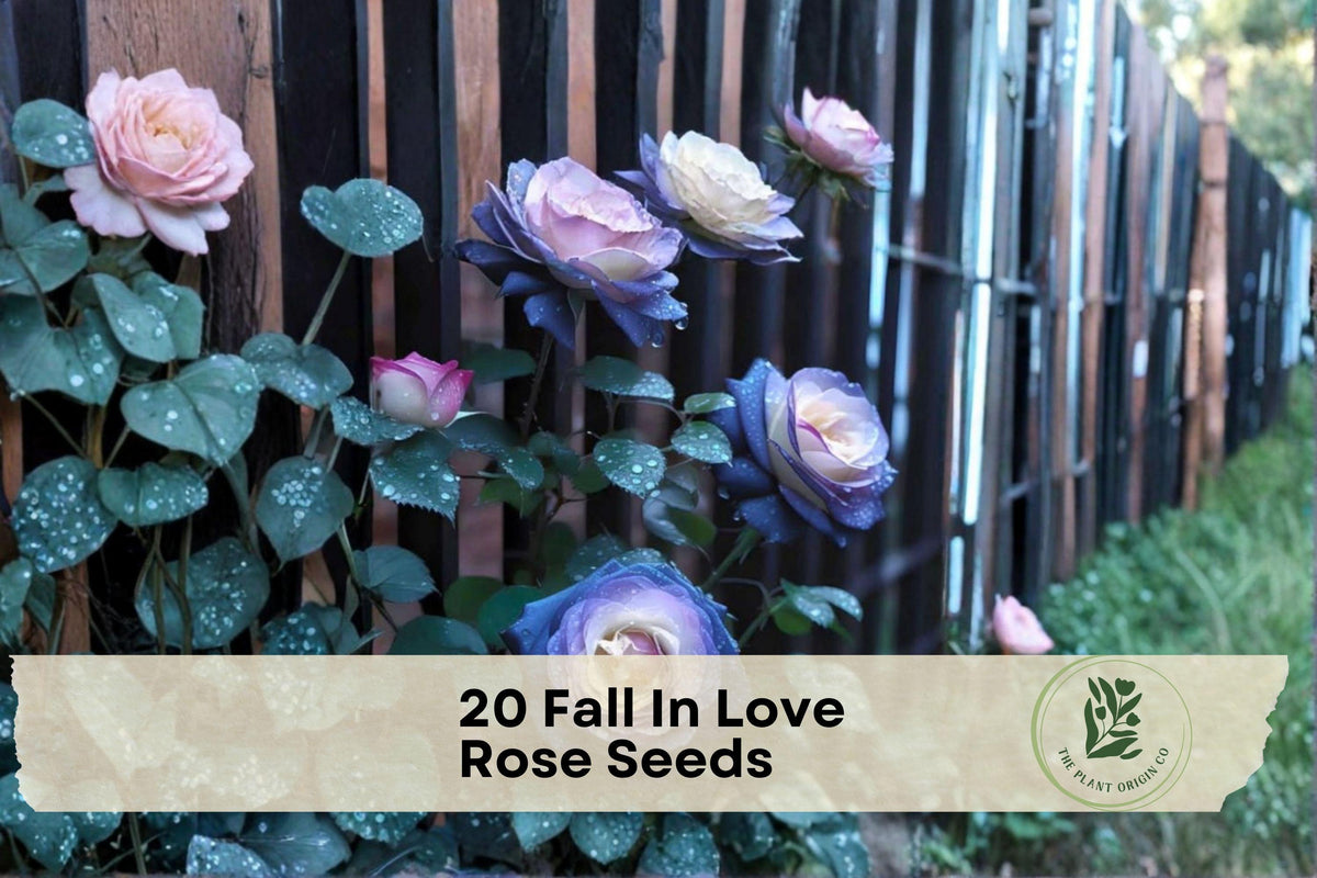 Fall In Love Rose Seeds – 20 Heirloom Rosa spp. Flower Seeds for Cottage Gardens, Borders, Landscape Plantings