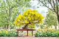 Apricot Bonsai Seeds – Prunus armeniaca, Fruit Tree for Bonsai & Ornamental Gardening, White to Pink Blossoms