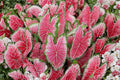 Mrs. WB Haldeman Caladium Bulb – Caladium bicolor, Tropical Foliage Plant for Shade Gardens & Containers