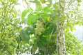Heartnut Seeds – Juglans ailantifolia var. cordiformis – Nut Tree Seeds for Planting, Edible Heart-Shaped Nuts