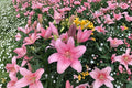 Pink Asiatic Lily Bulbs 10 Pack – Lilium Asiatic Hybrid Soft Pink Garden Flowering Bulbs for Borders & Containers