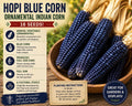 Hopi Blue Corn Seeds – Ornamental Zea mays Blue Maize Variety for Decorative Gardens and Harvest Displays