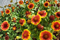 Blanket Flower Seeds – Gaillardia aristata, Red Orange Yellow Perennial Wildflower Seeds for Sunny Gardens