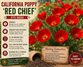 California Poppy Seeds – Red Chief Eschscholzia californica Wildflower Seeds for Gardens, Borders & Meadows