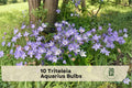 10 Triteleia Aquarius Bulbs – Blue to Violet Purple Flowering Bulbs for Garden Beds, Borders, Containers, Pollinator Gardens