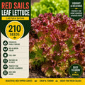 Red Sails Leaf Lettuce Seeds – 210 Pack, Red & Green Salad Greens, Lactuca sativa, Ornamental Edible Garden, Fast Growing