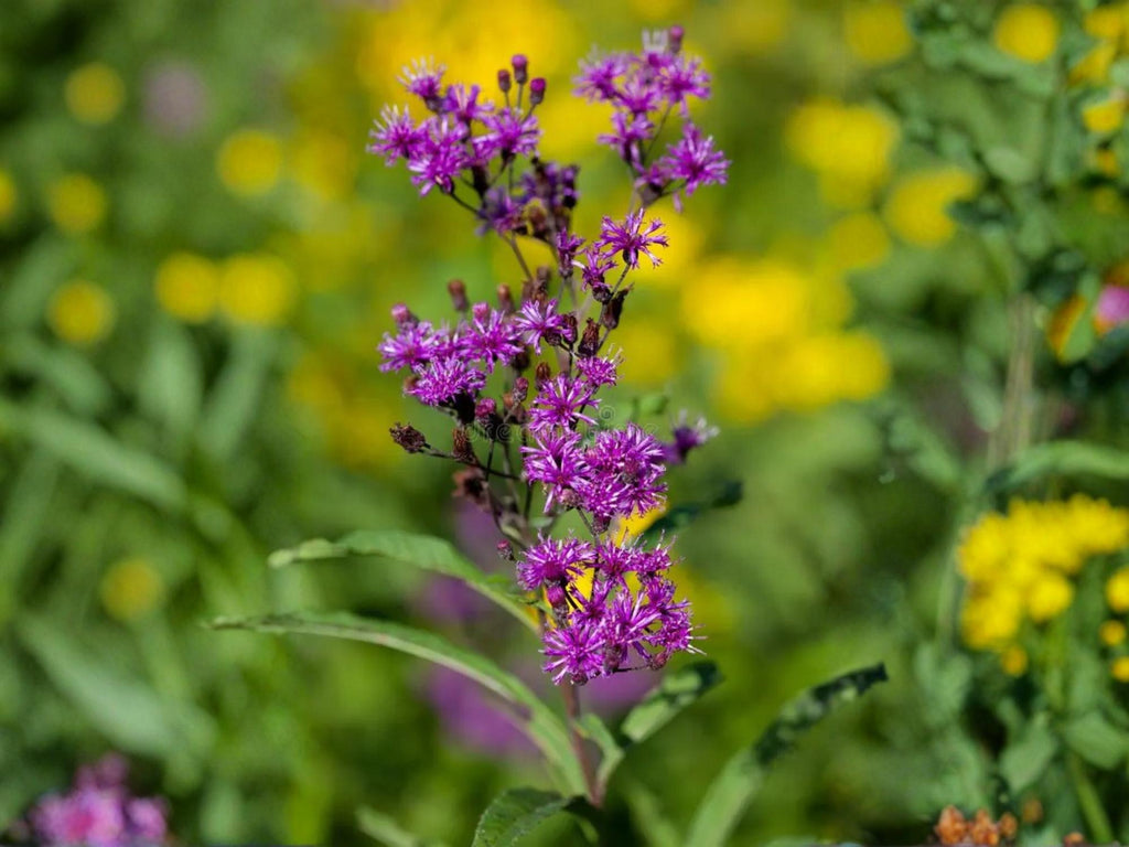 100 New York Ironweed Seeds Vernonia noveboracensis Native Wildflower Pollinator Garden