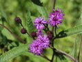 100 New York Ironweed Seeds Vernonia noveboracensis Native Wildflower Pollinator Garden