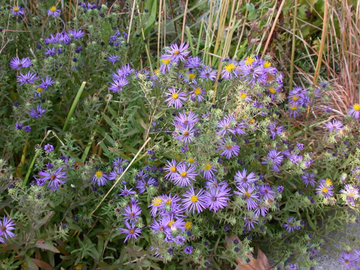 100 Aromatic Aster Seeds Symphyotrichum oblongifolium Wildflower for Pollinator Cottage Garden